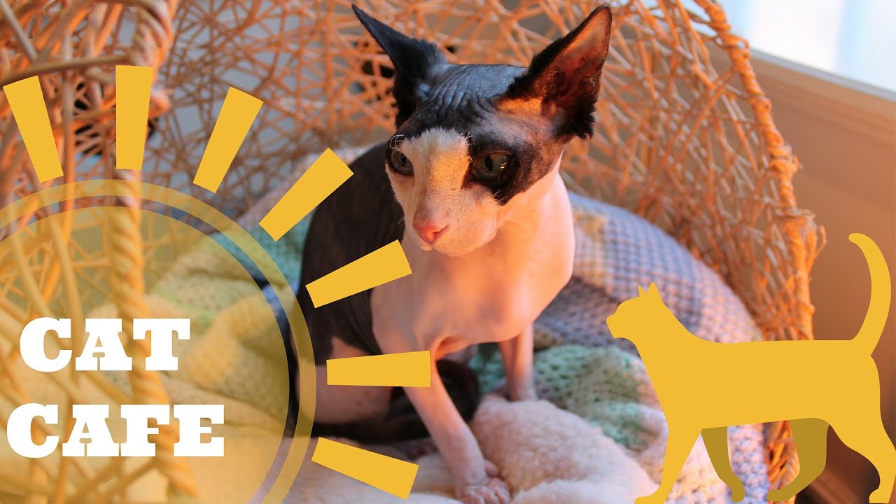 CAT CAFE in Edinburgh: Maison de Moggy