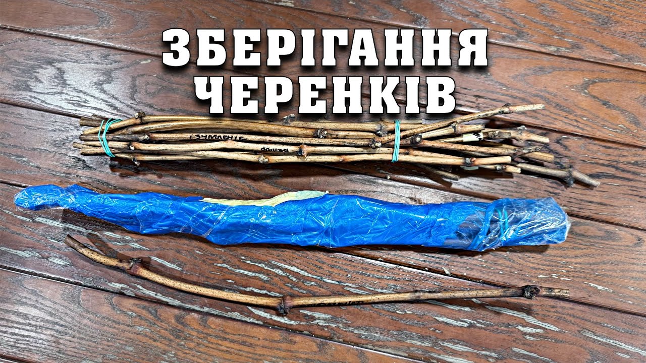 Зберігання черенків. Як ми зберігаємо лозу протягом зими