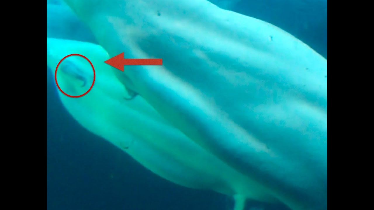 Beluga Whales in San Diego (trying to do mating)