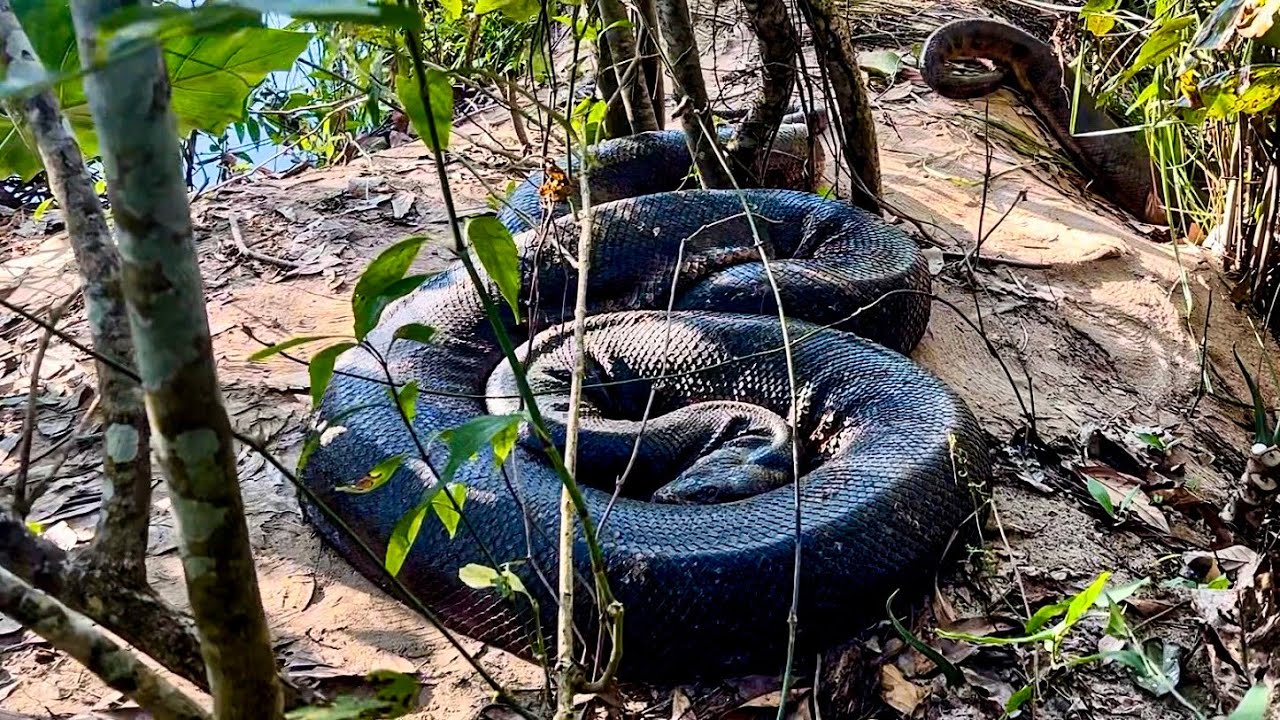 ENCONTRAMOS A MAIOR SUCURI DO BRASIL! Caçadores de Anacondas - E1