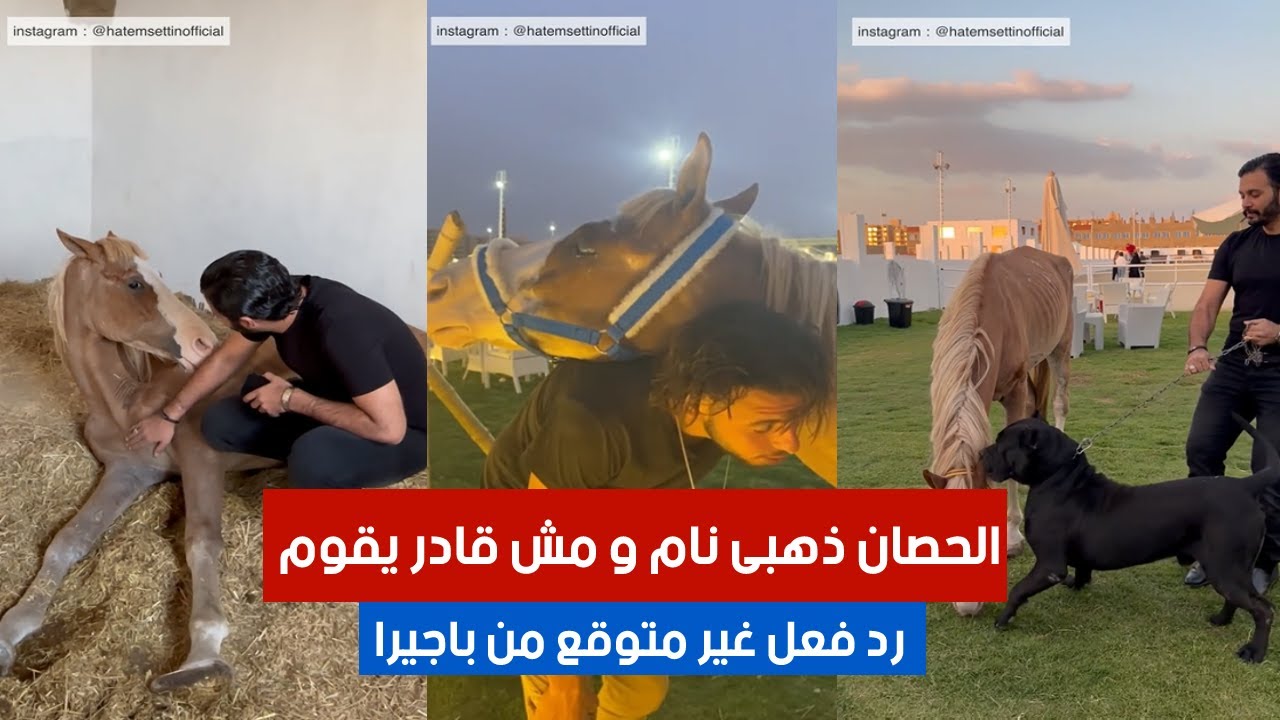 الحصان ذهبى نام و مش قادر يقوم  و رد فعل غير متوقع من باجيرا 😳 | #٦٠شو_مع_الدكتور_حاتم_ستين