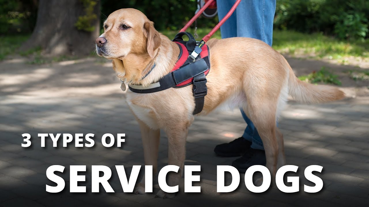 3 Types of Service Dogs – Breeds, Facts and What They're Used For