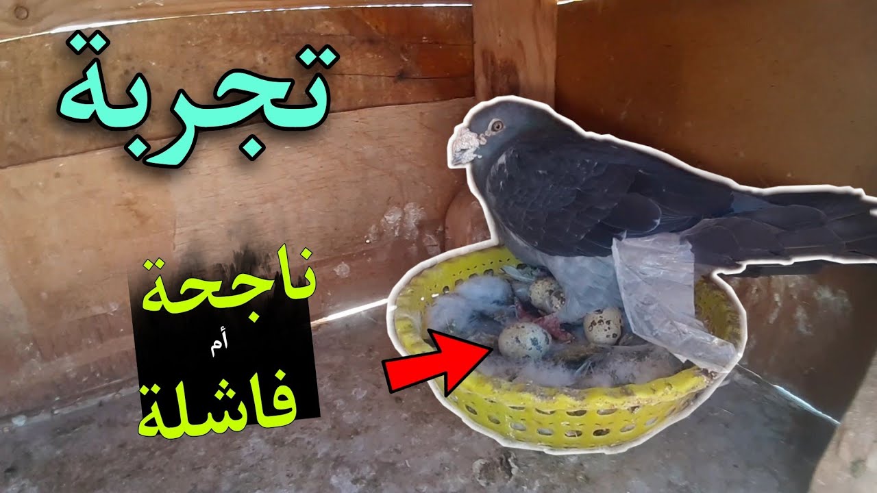 تجربة |  بيض سمان تحت الحمام الزاجل