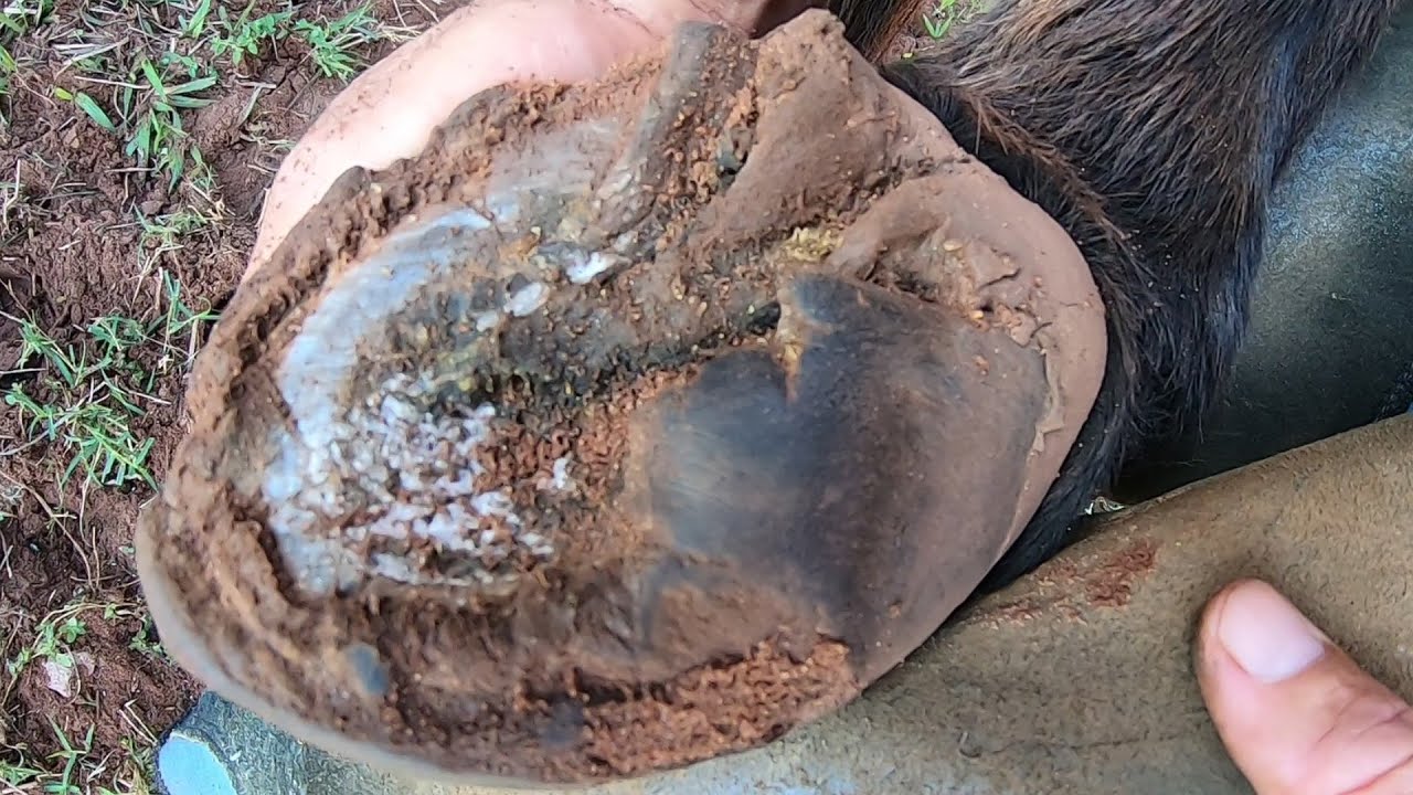 Mula  nunca Casqueada  ... Parte mais Perigosa