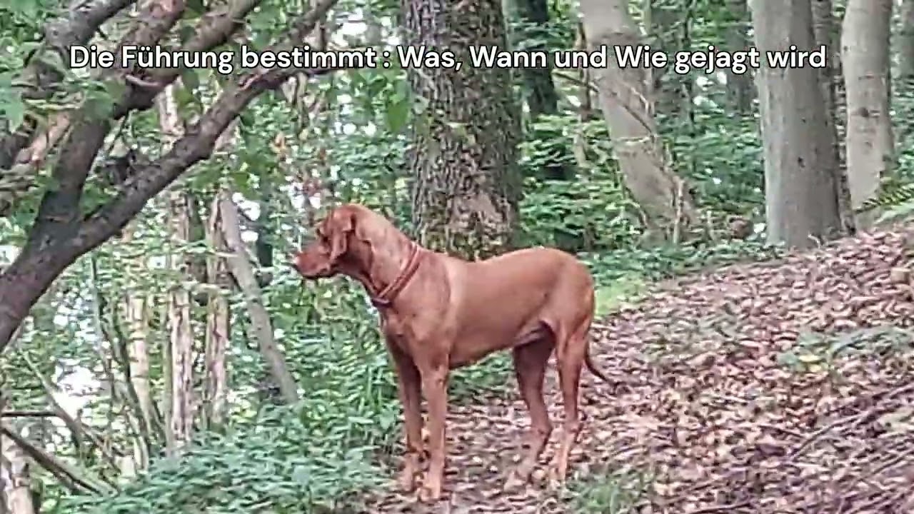 Einfluß von Bindung und Führung auf Leinenführung Rückruf und Jagdkontrolle
