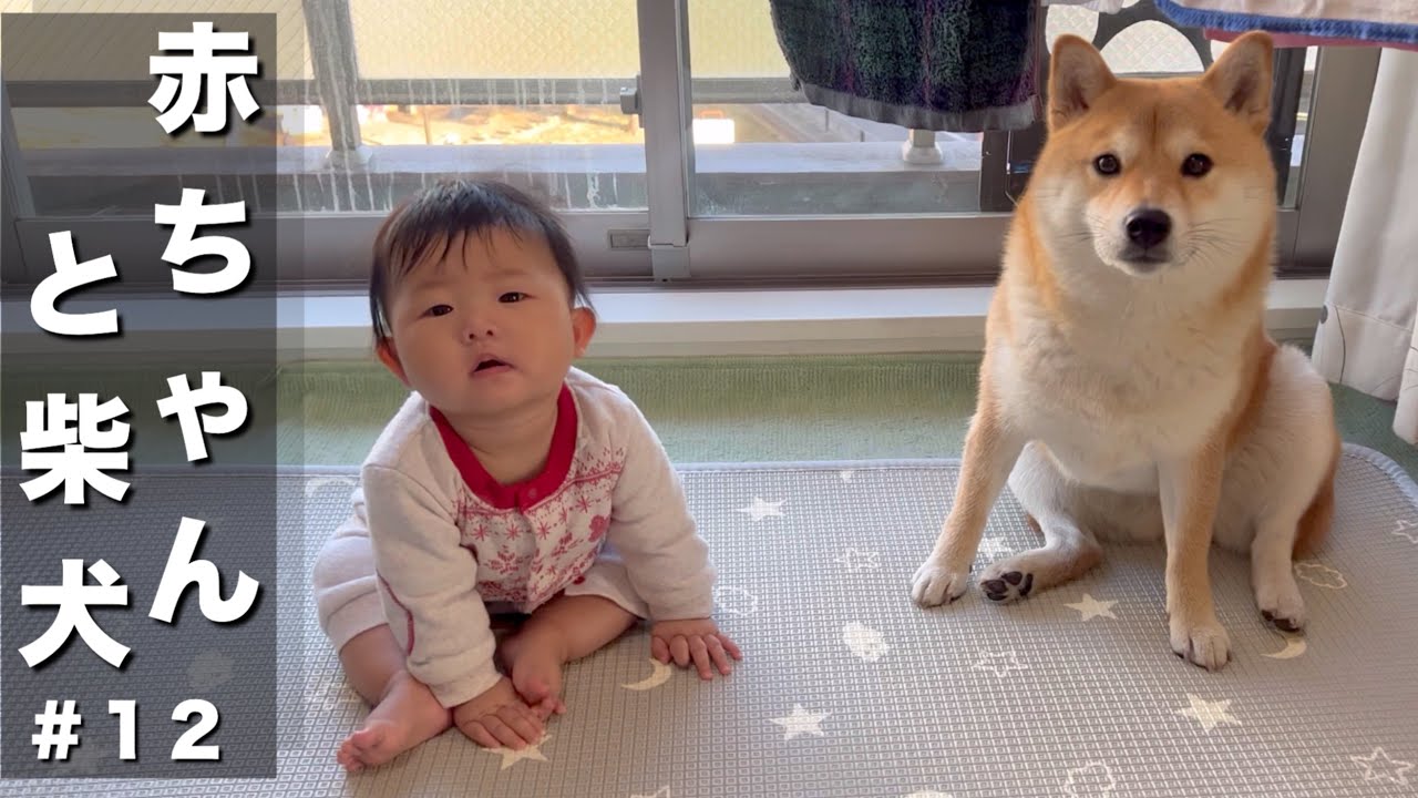 テクテク歩くだけで笑ってくる狂気的な赤ちゃんにビビる柴犬