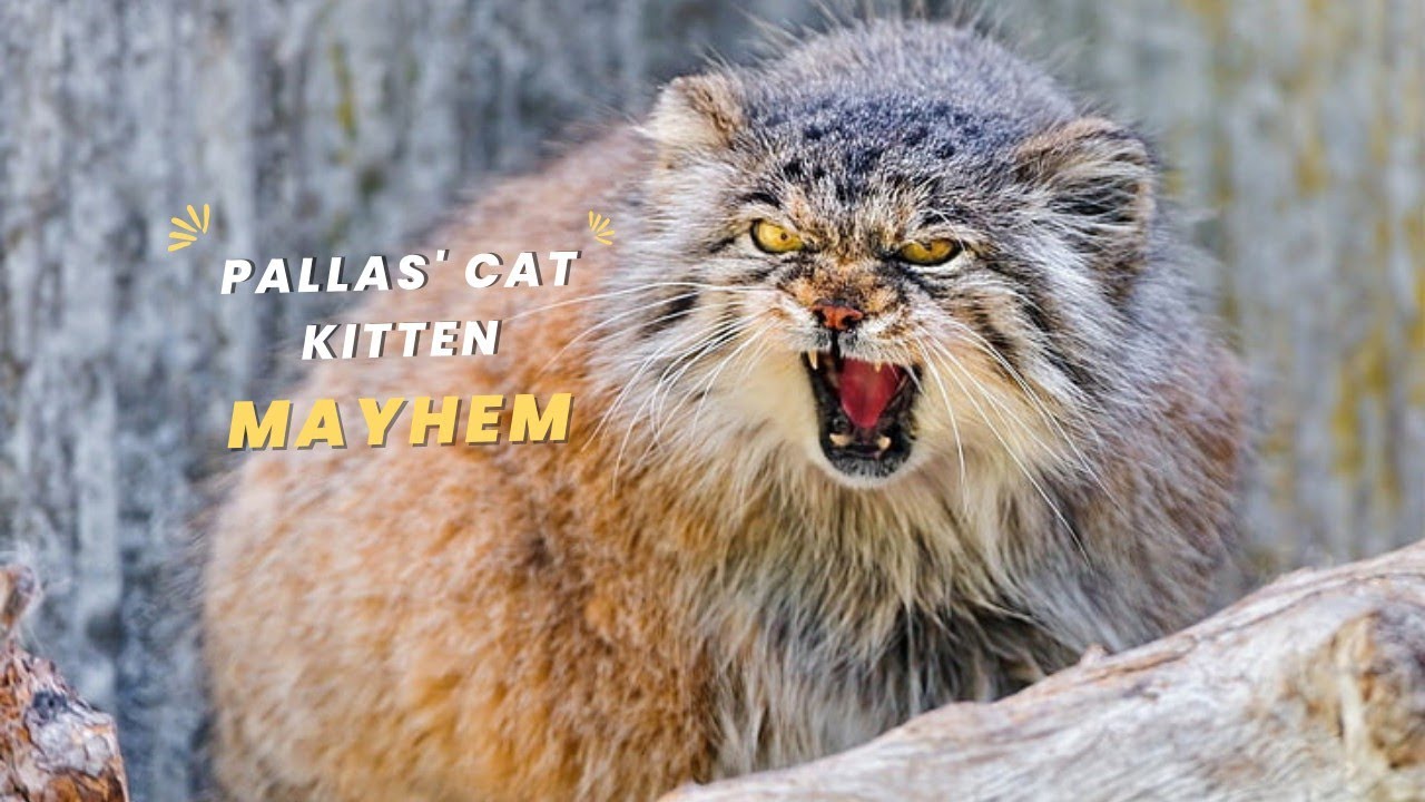 PALLAS' CAT KITTEN MAYHEM