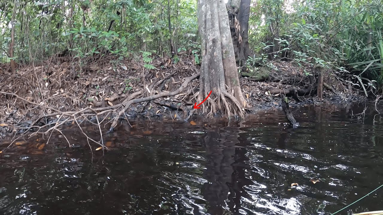 REPTIL RAWA TERKUAT..!!! DAHAN IKUT BERGOYANG, PANEN IKAN BESAR PULUHAN EKOR