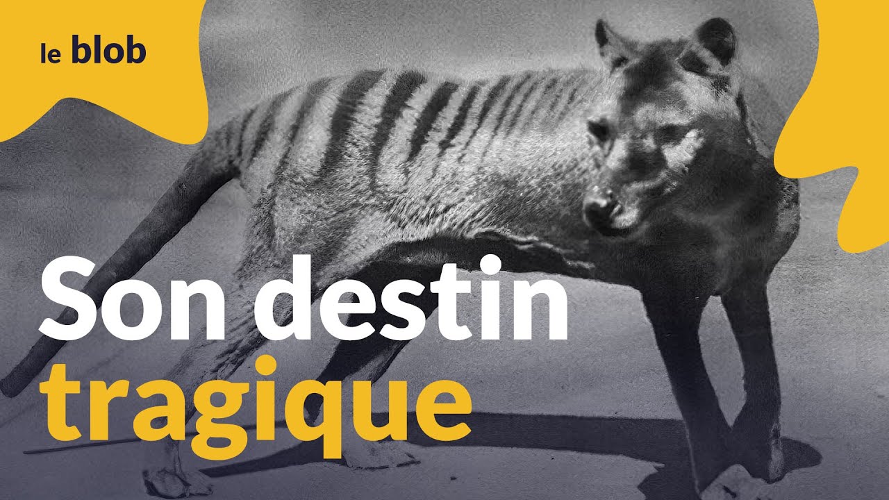 De l’extermination à la résurrection, l’histoire du tigre de Tasmanie | Documentaire