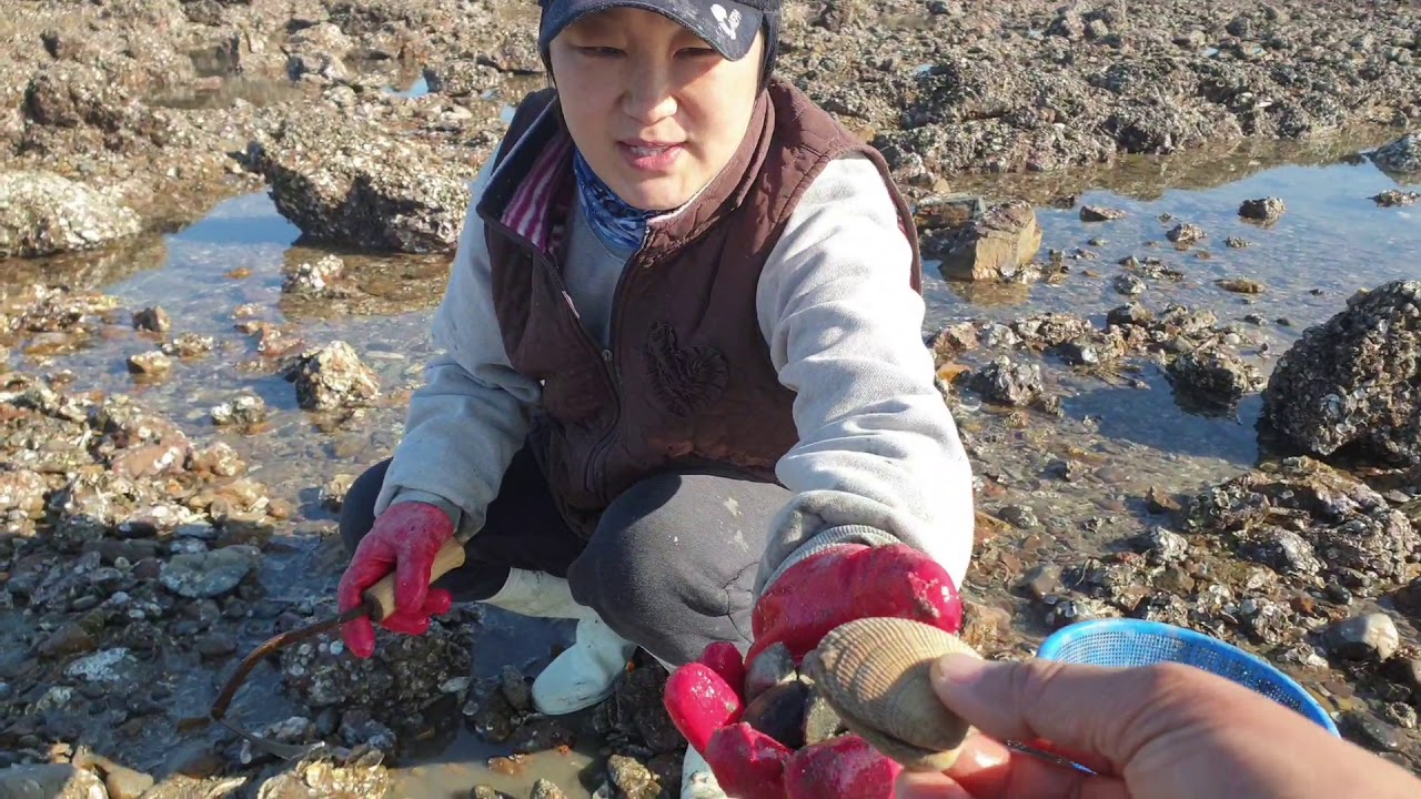 삽시도 요강수는 갯벌체험이 가능한 곳이라 해루질 개조개 개불 홍맛 바지락 소라 낙지등을 잡을 수 있어요.
