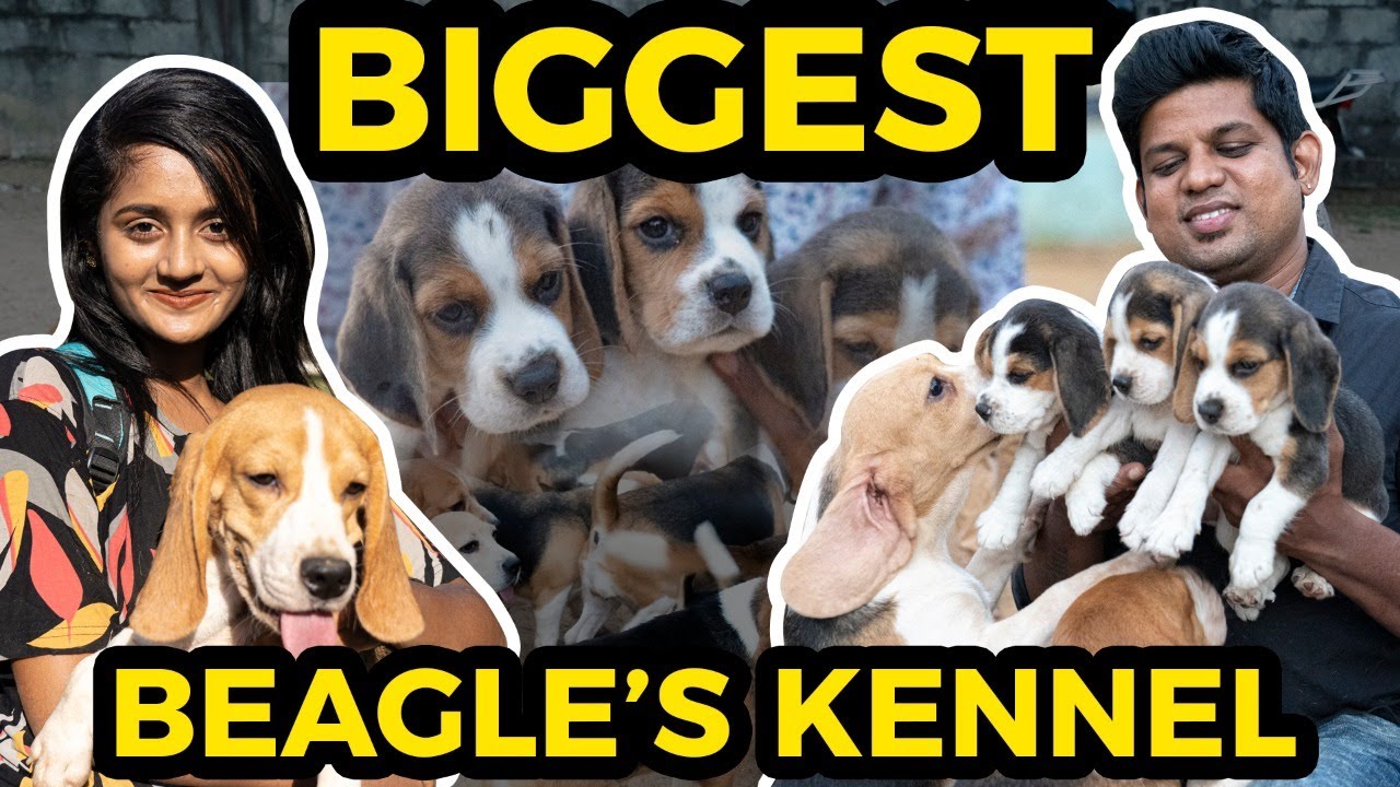 Biggest Beagle's Kennel @ Chennai.