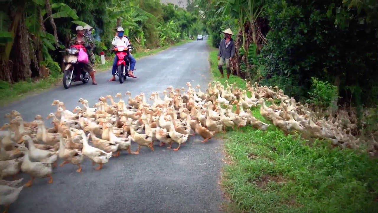 Stopped by a River of Ducks || ViralHog