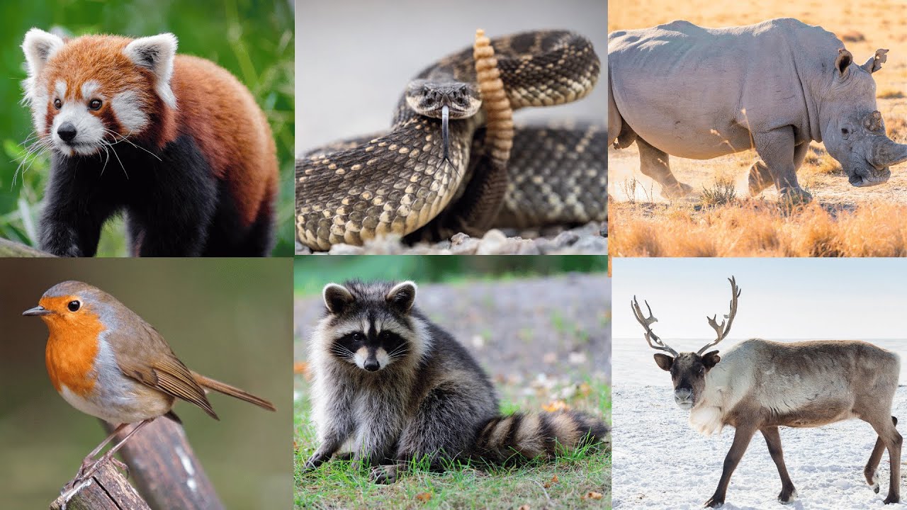 Roaming 'R': 10 Remarkable Animals - Kids&rsquo; Alphabet Exploration