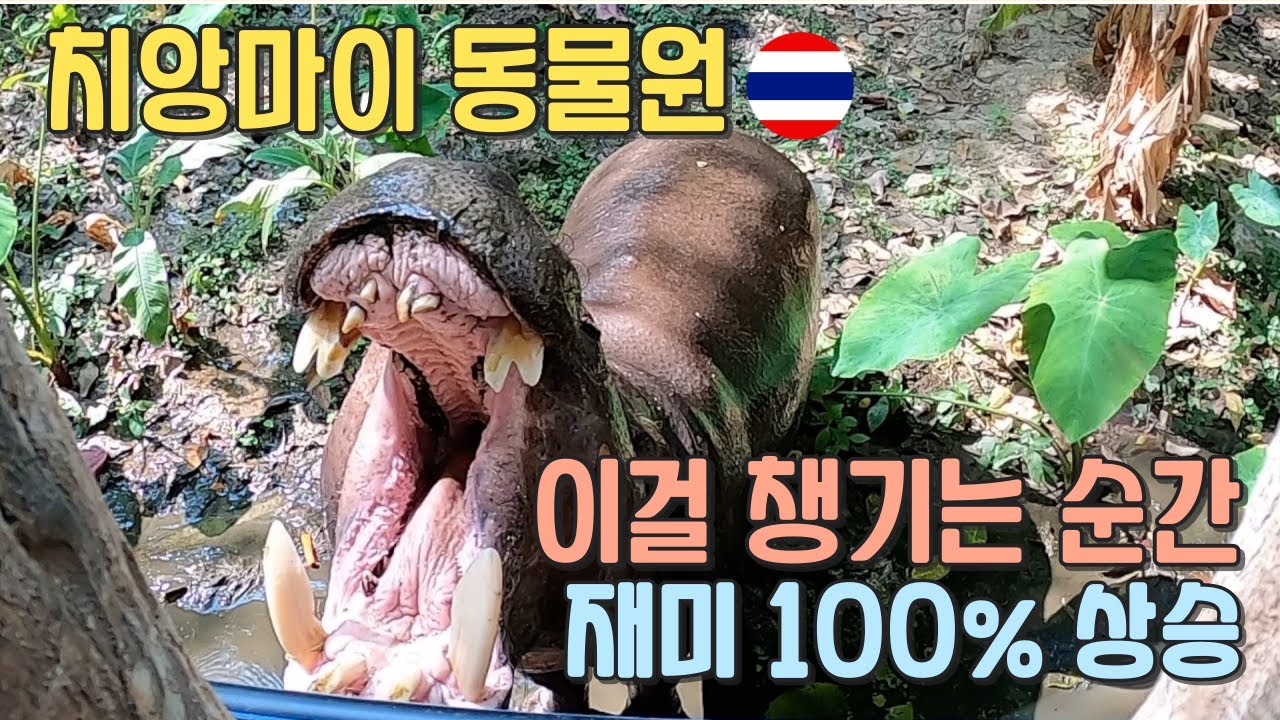 치앙마이동물원 알차게 보내기 위한 소소한 꿀팁, 무려 5시간 빡시게 웃고 왔어요. (치앙마이 Ep5)