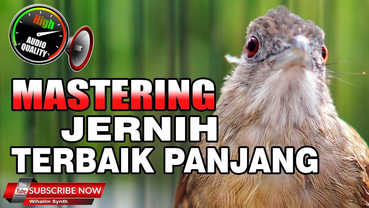 KAPAS TEMBAK GACOR JERNIH PANJANG MANTAP BANGET UNTUK MASTERAN SEMUA JENIS BURUNG KICAU ASLI MASUK