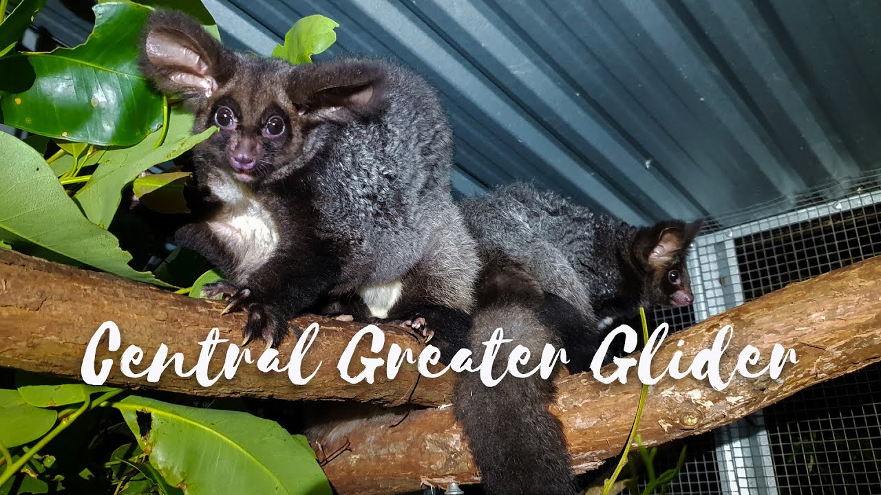 Back from the Brink - Season 3 Episode 3 - Central Greater Glider