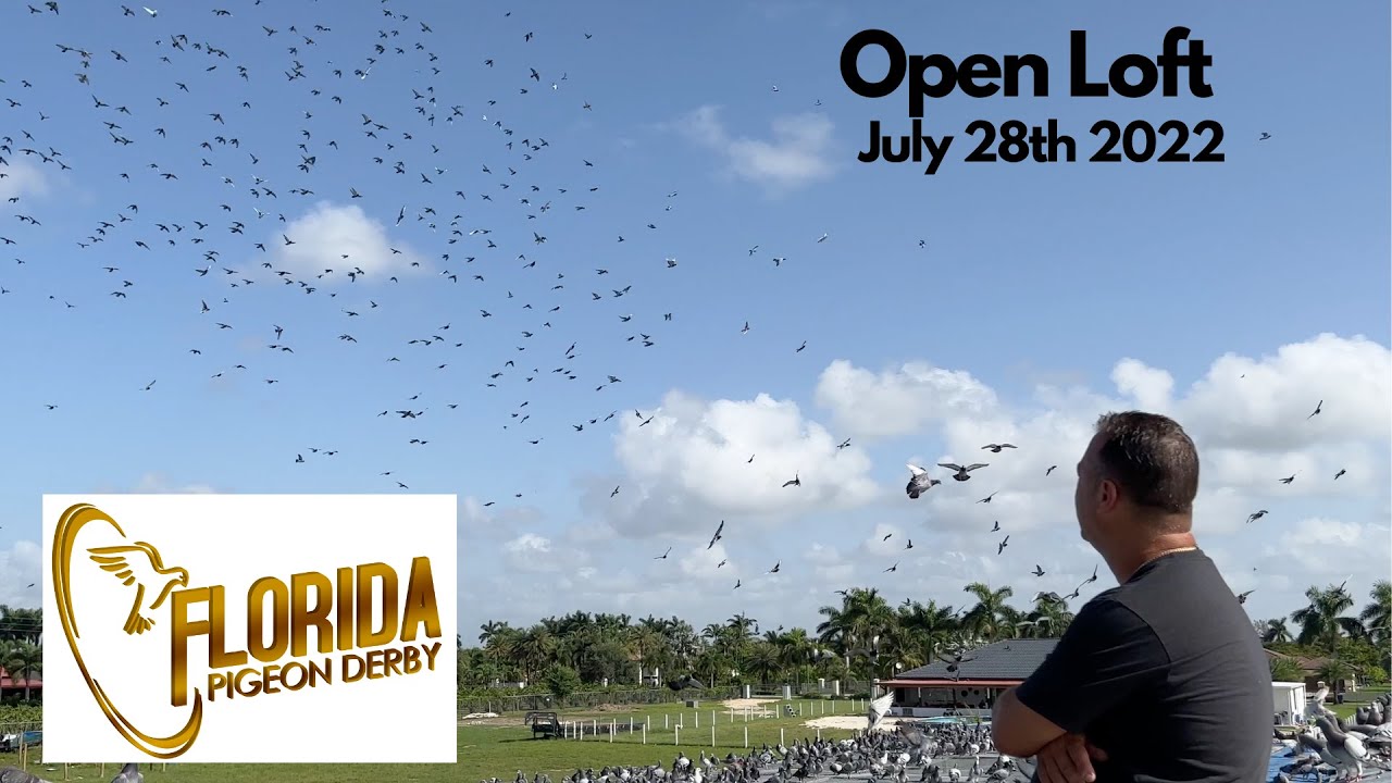 Florida Pigeon Derby (Open Loft July 28th 2022)