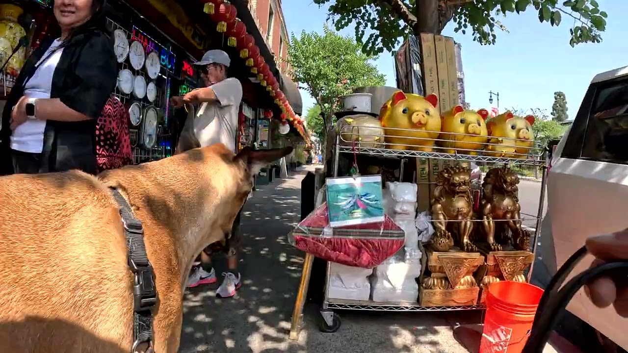 Cash 2.0 Great Dane in Chinatown downtown Los Angeles 17