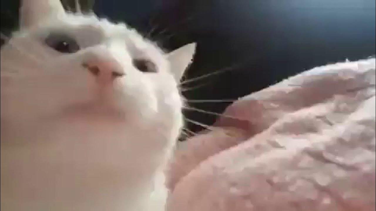 these cats can't be serious