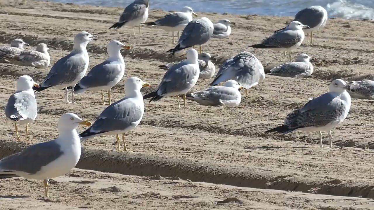 Yellow-legged gull beach party (Calpe, Spain)