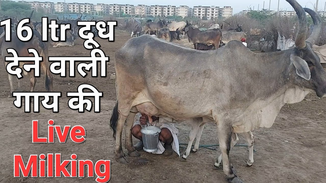 दर्जा भाई की Commando गाय ने दिया 16 ltr दूध (Live Milking) #desi #kankrej #cow #live #Milking