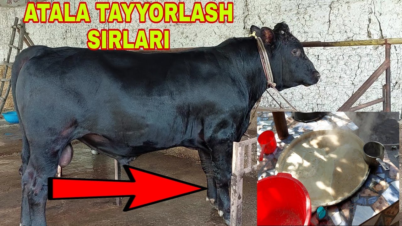 OZIMNI MOLLARIM ENDI KUCHLIK REJIMGA OTKAZDIK VA ATALA TAYYORLASH SIRLARI