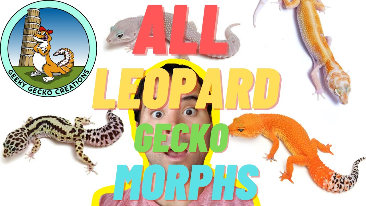 HOW you can LEARN ALL Leopard Gecko Morphs: Blizzard, Murphy's | 3 Albinos & MORE (2021)