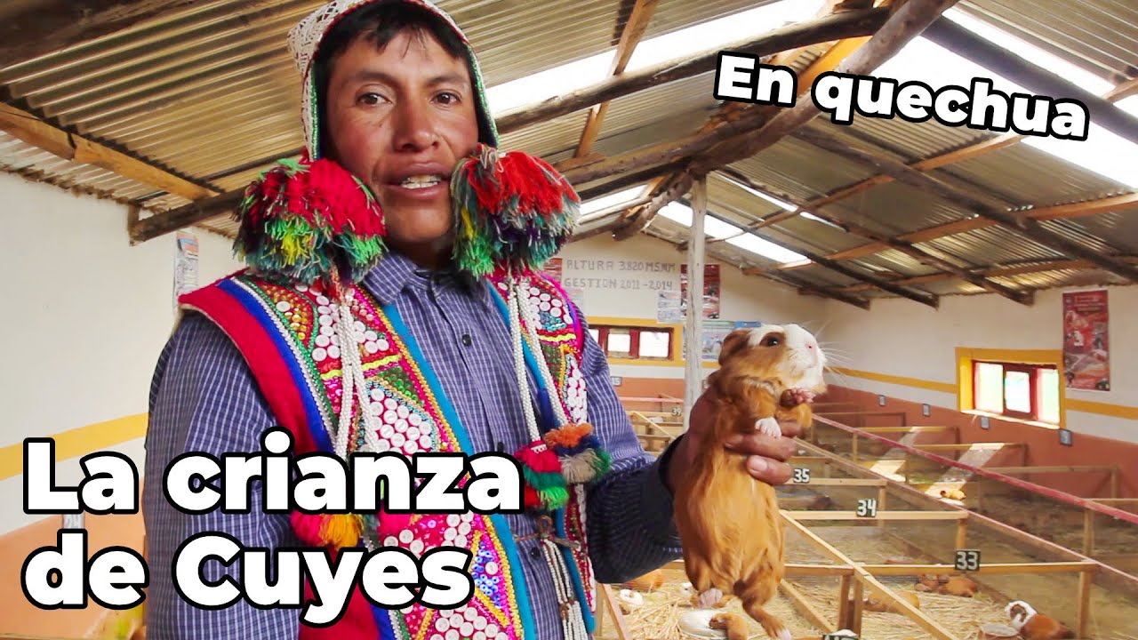 La crianza de Cuyes