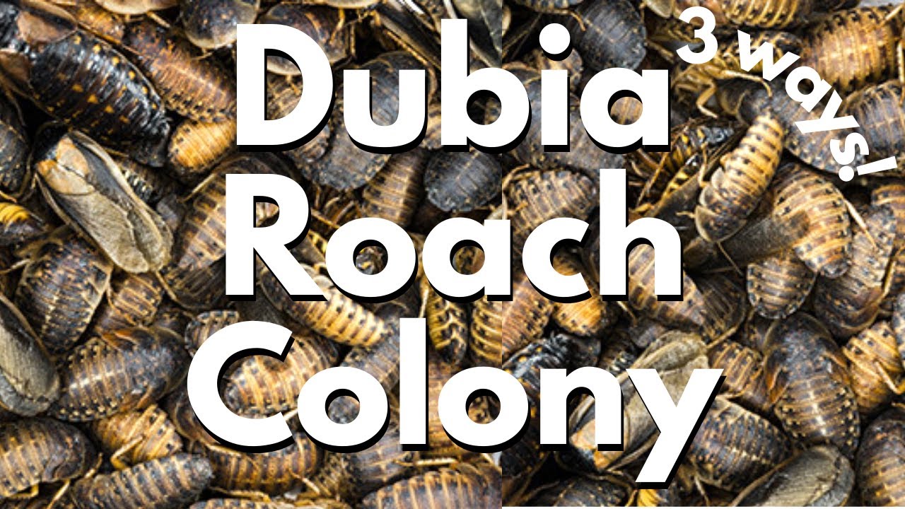 How to Set Up a Dubia Roach Colony | self cleaning dubia roach colony 3 ways!