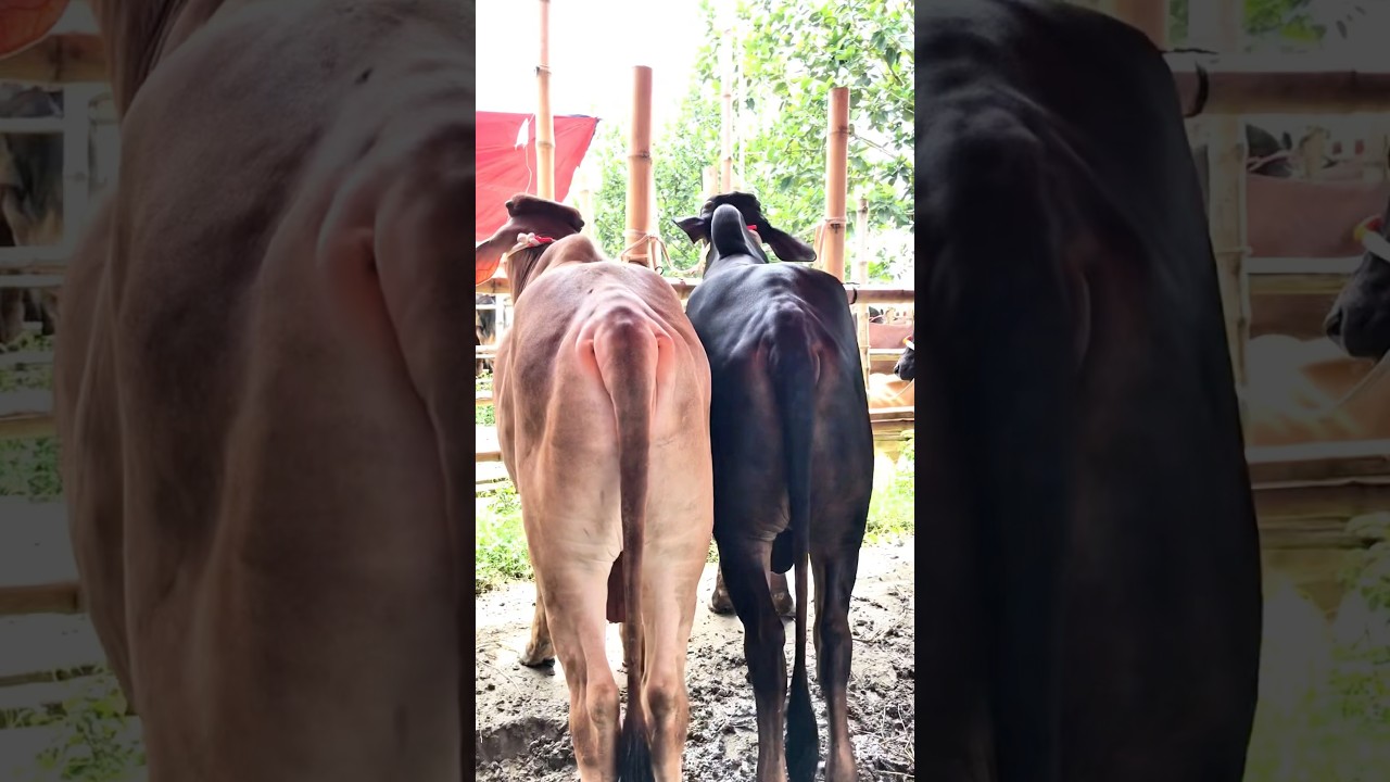 Top Quality Sahiwal Bulls Lineup || Hazratpur Cattle Market || 🐂✨