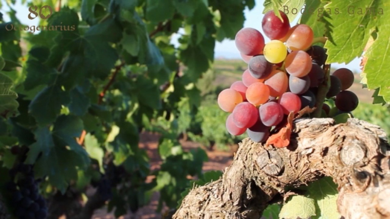 Proceso de producción de vino de Rioja Octogenarius