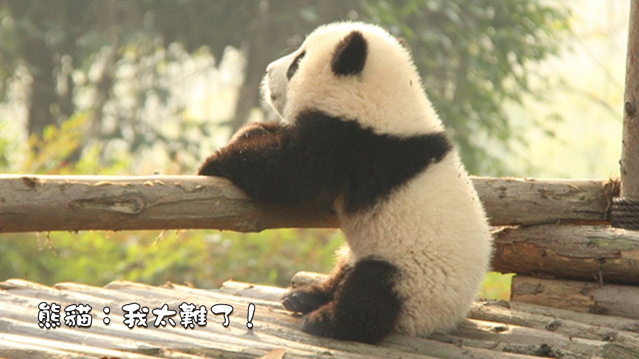 《熊貓主題趴》熊貓：我太難了！| iPanda熊貓頻道