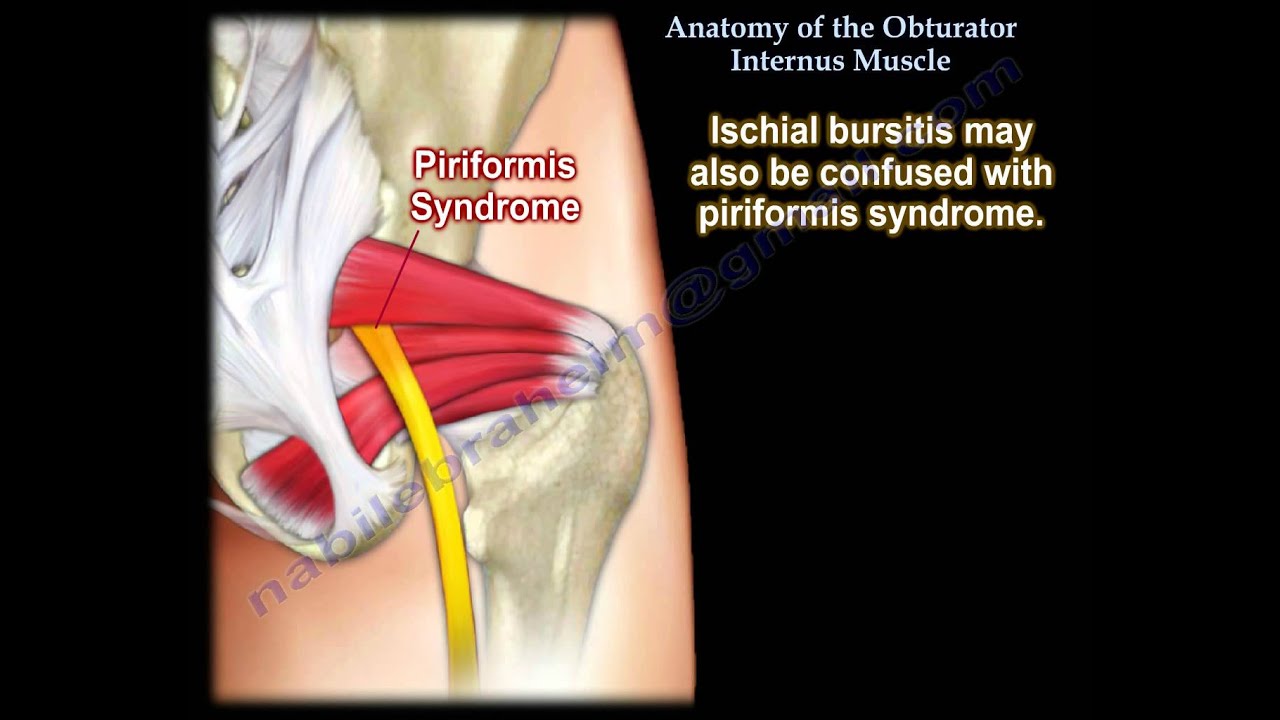 Anatomy Of The Obturator Internus Muscle - Everything You Need To Know - Dr. Nabil Ebraheim