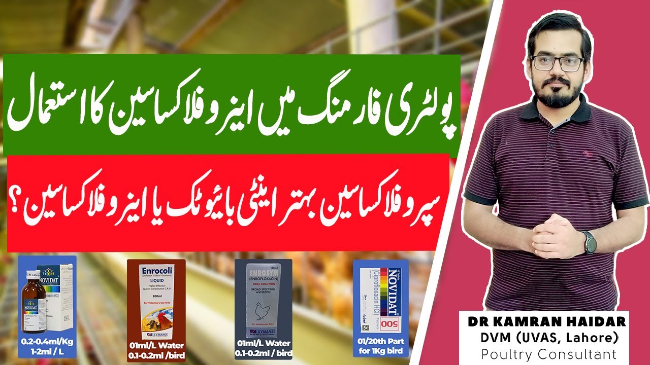 Best Antibiotics for Chickens & Birds | Ciprofloxacin vs Enrofloxacin | Which is Better for Birds