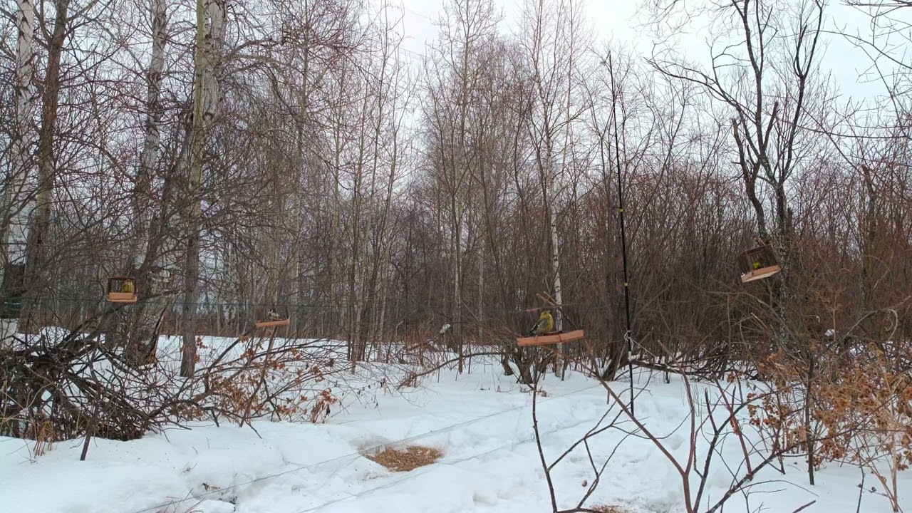 Ловля птиц 28.02.2025.