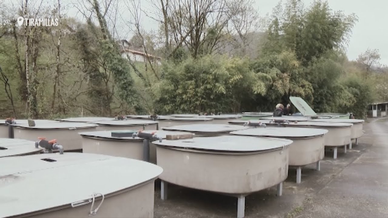 'El tiramillas' visita la cría de salmones en una piscifactoría