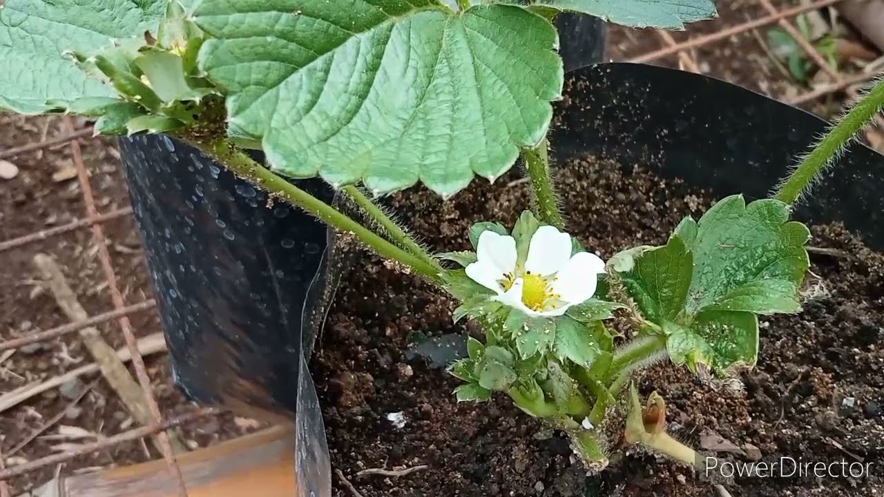 Paano Magpabunga ng Strawberry?