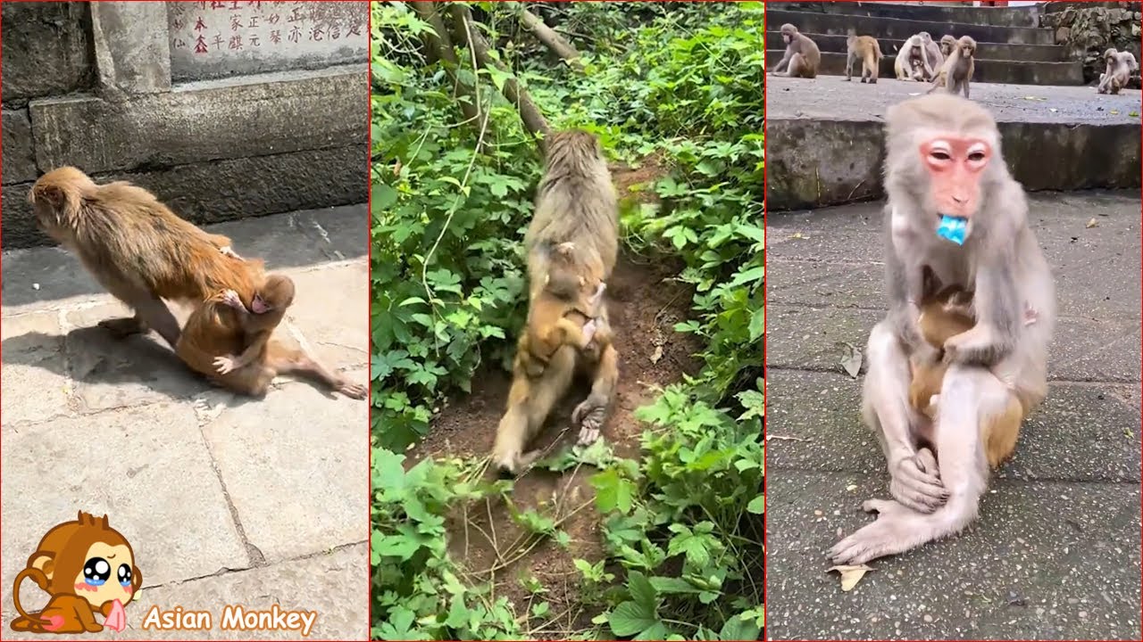 The poor mother monkey was seriously injured, but she still held onto her baby and took care of it.