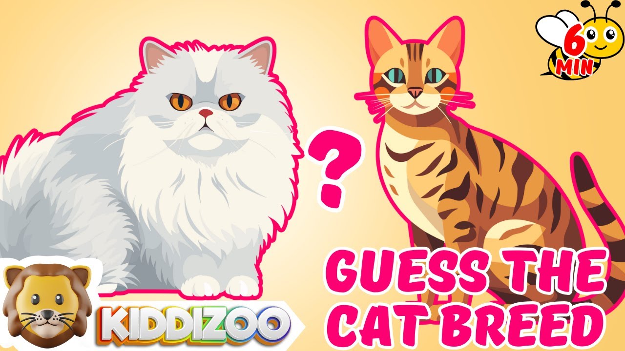 Guess the Cat Breeds Quiz for Kids | 5-second Animal Guessing Game