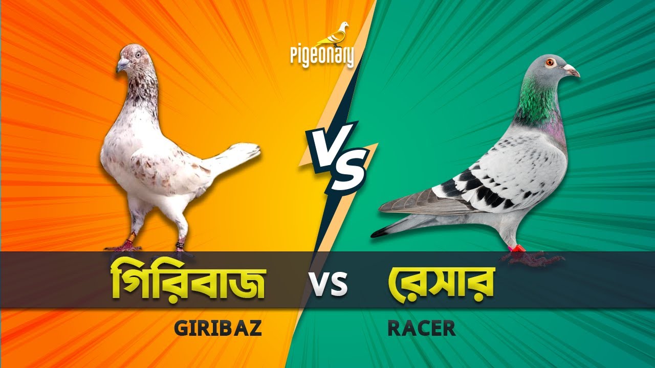 গিরিবাজ VS রেসার কবুতর । Giribaz Vs Racer Pigeons | Pigeonary