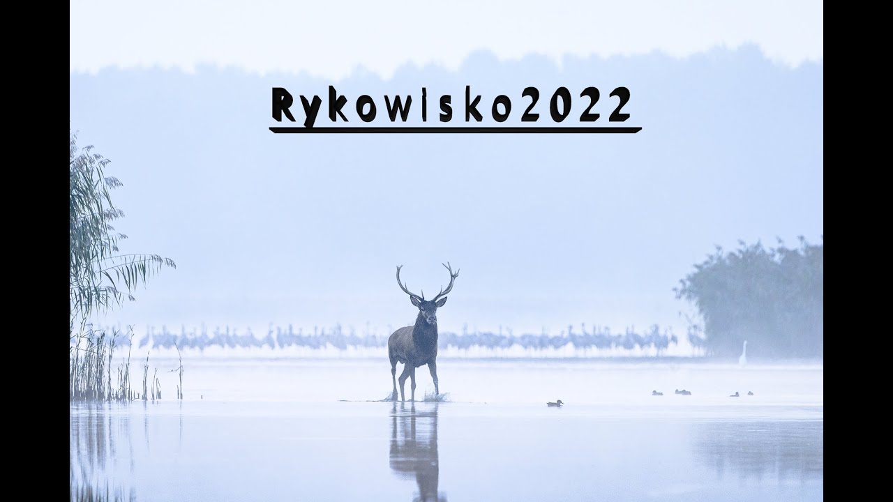 RYKOWISKO 2022 ( DOLINA BARYCZY).