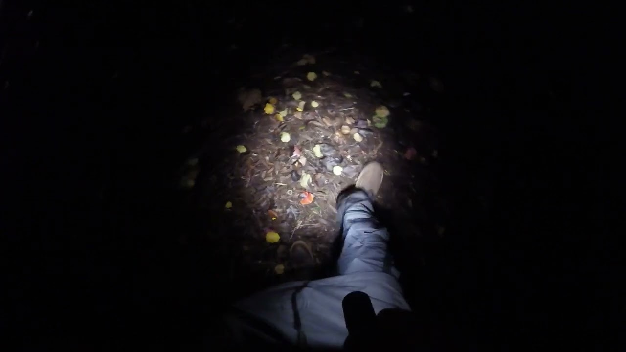 foraging at night