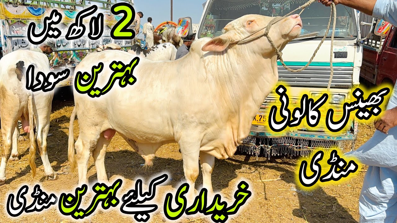Bhains Colony Mandi Karachi Latest Rates Update | 4 February 2026 | Cow Mandi 2026