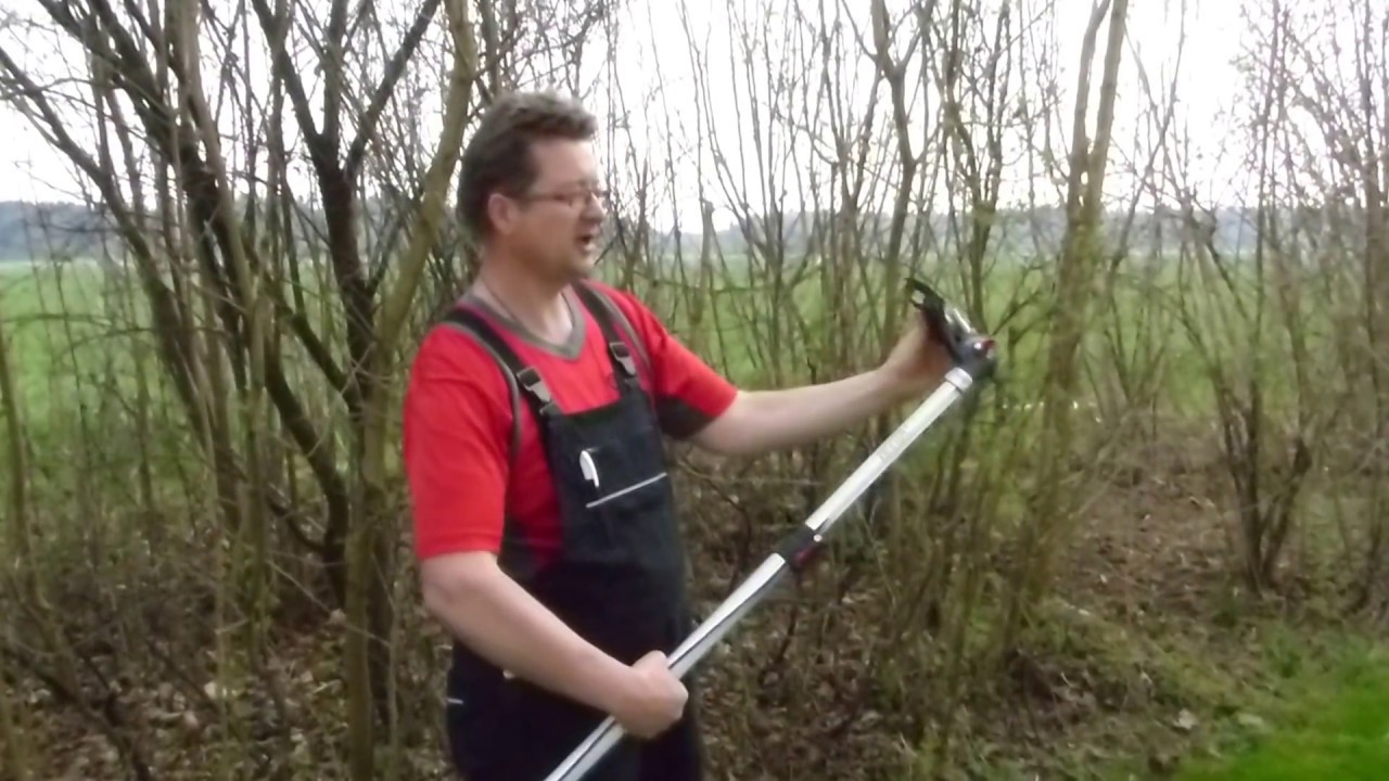 Tiger Helium Teleskop-Baumschere im Einsatz