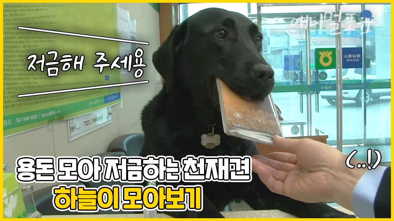 용돈 모아 기부까지 하는 천재견 하늘이 모아보기! 제일 자신 있는 건 애교라고🖤 | KBS 2012~14 방송
