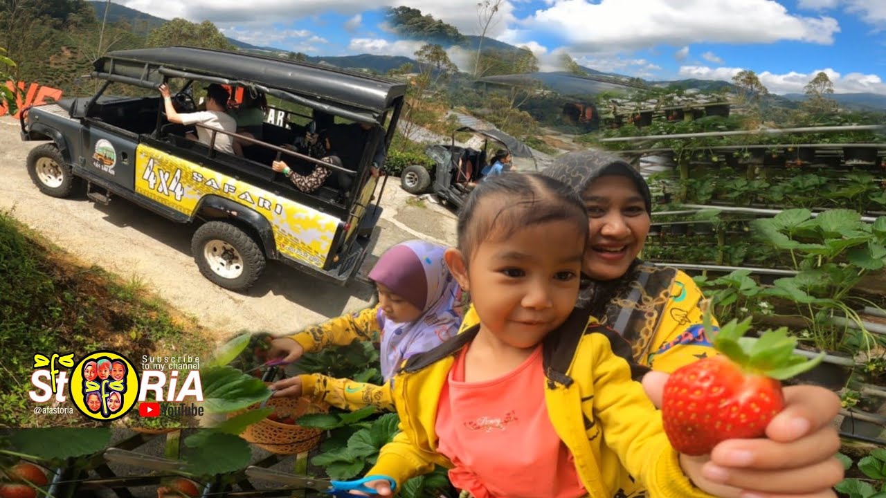 Tempat Menarik Di Cameron Highlands - Part 5 | Ladang Strawberry, Cameron Adventurous ATV & Safari