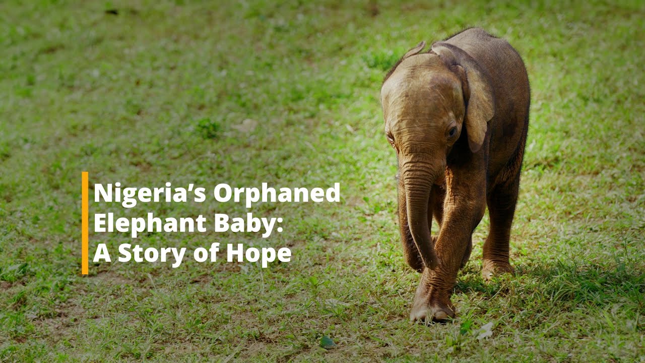 Nigeria’s Orphaned Elephant Baby: A Story of Hope | Wild Africa