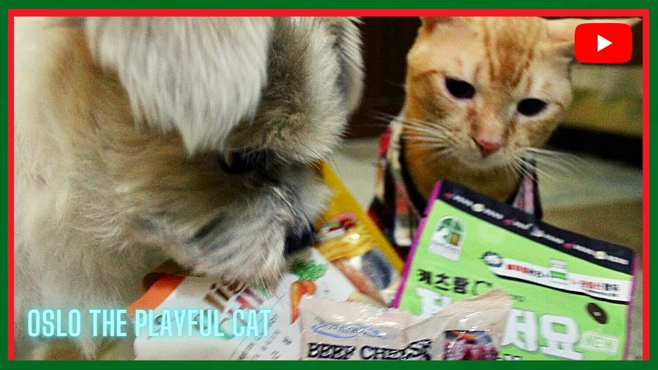 HOW TO UNWRAP CHRISTMAS GIFT BY CHASE THE ALWAYS HUNGRY DOG