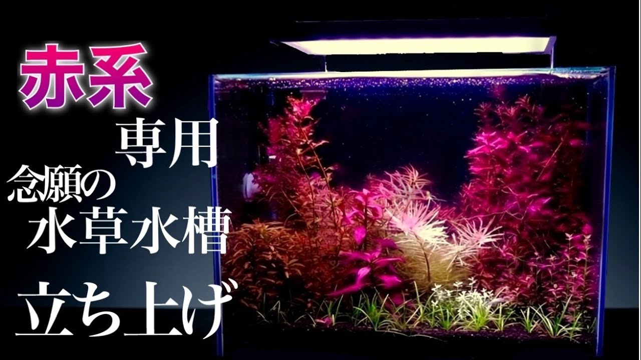 【ｱｸｱﾘｳﾑ/立ち上げ#1】赤系の水草だけを使った小型水槽　育成ポイントの解説