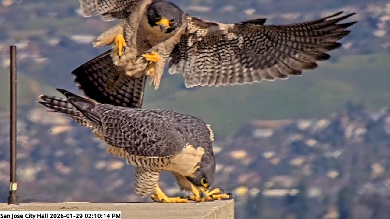 San Jose CH Falcons🪽Hartley & Monty’s Rooftop Rendezvous ✨ Nesting Season in Full Gear💖2026 Jan 29
